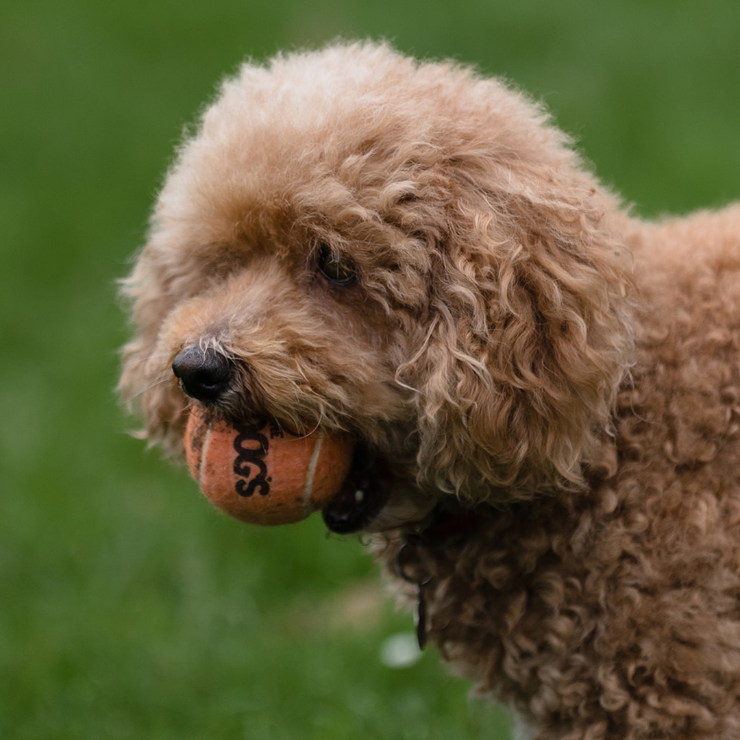 IT'S THE DOG'S tennis ball